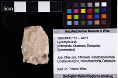 Foto (Objket + Etiketten) von Cyclothyreus sp. 